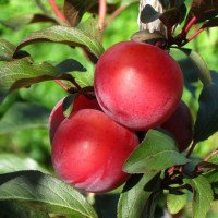 Алича