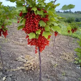 Штамбова Смородина Червона