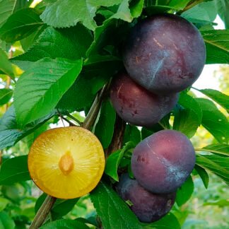 Диплоїдна слива Блю Кармен (саджанець, дворічний)