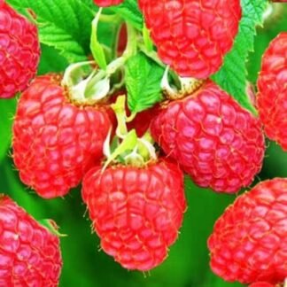Малина Глен Файн (саджанці, дворічні)