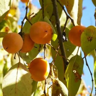 Саджанці хурми Віргінська Великоплідна - 1-річний