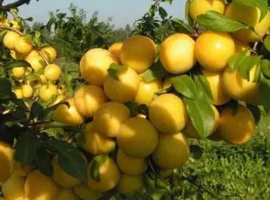 Слива колоновидна Мірабелла