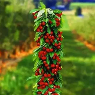 Вишня колоновидна Королева