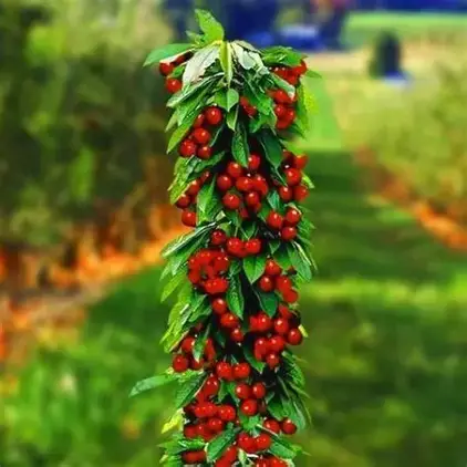 Вишня колоновидна Королева