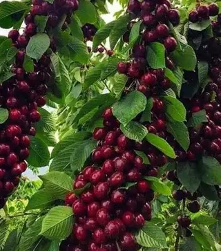 Вишня колоновидна Захват