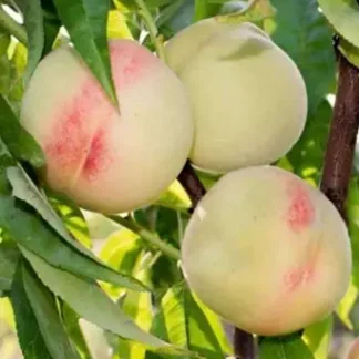 Персик Білий Лебідь (саджанець, однорічний)