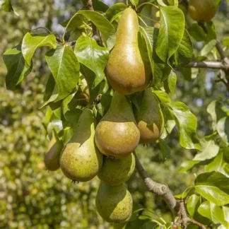 Груша Конференція (саджанець, дворічний)