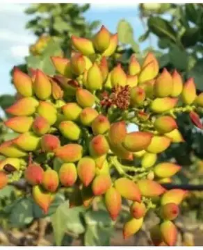 Фісташка Киргизька (саджанці)