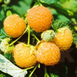 Жовта малина Вигорова ананасна (саджанці, дворічні)